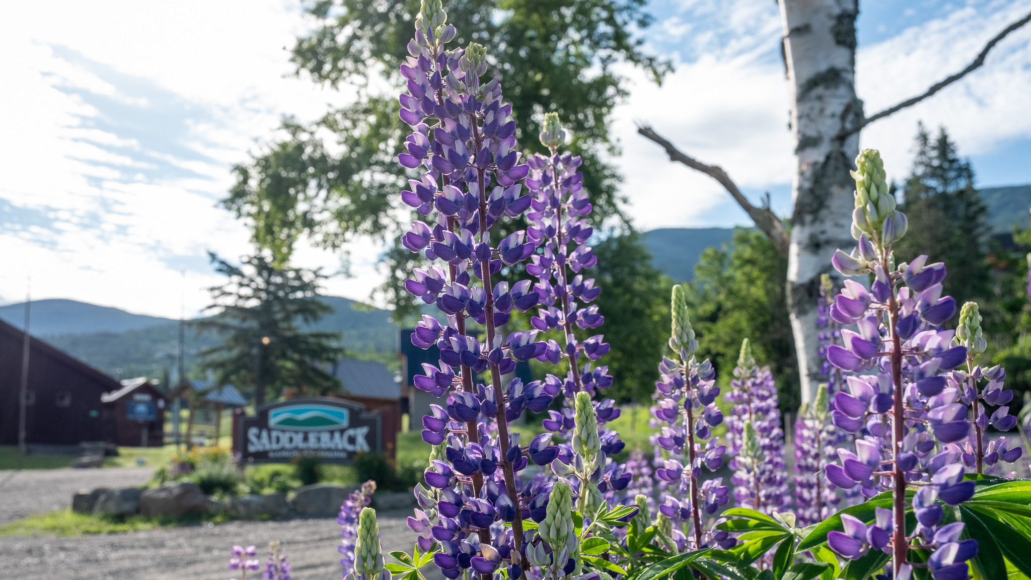Purple lupine flowers and Saddleback entrance sign