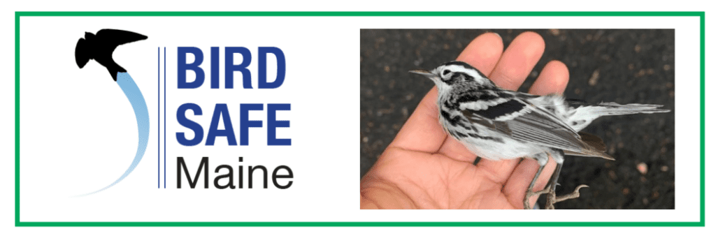 BirdSafe Maine logo